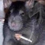 avatar_Ratantonio