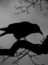 avatar_Blackbird